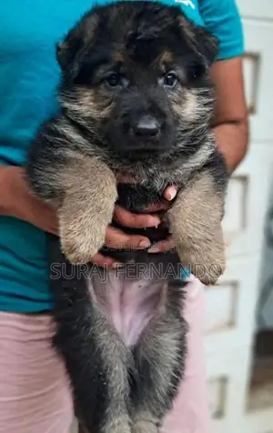 German Shepherd Long Coat Puppies