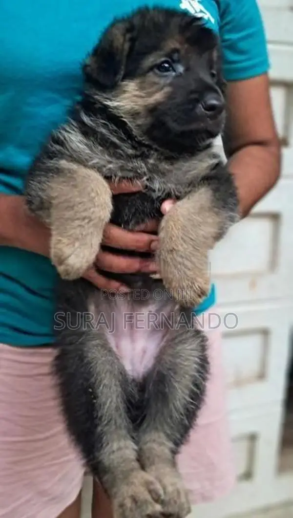German Shepherd Long Coat Puppies