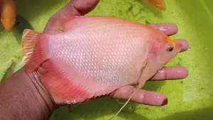 Gurami