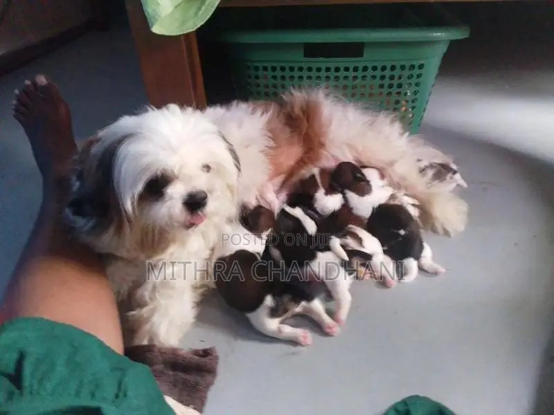 ShitZui Puppy