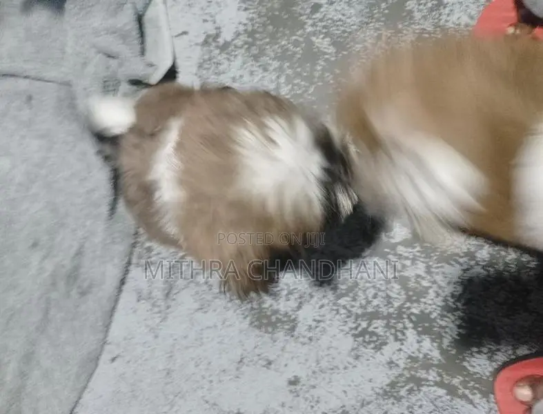 ShitZui Puppy