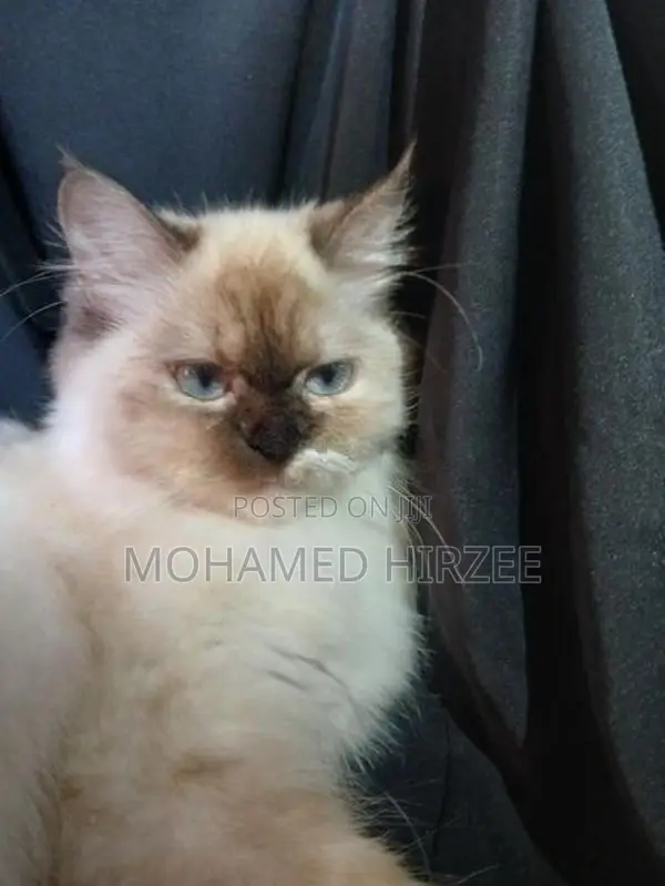 Himalayan Cat