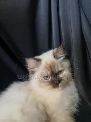 Himalayan Cat