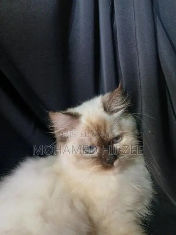 Himalayan Cat