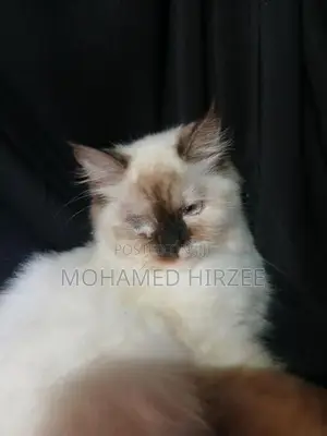 Himalayan Cat