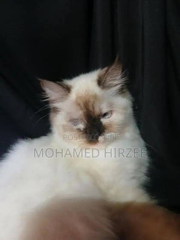 Himalayan Cat