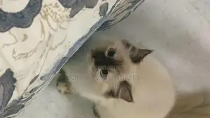 Himalayan Cat