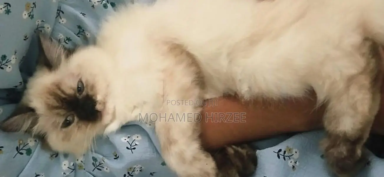 Himalayan Cat