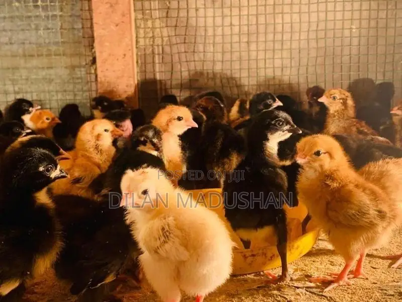 කලුකුම් පැටව්