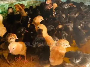 කලුකුම් පැටව්