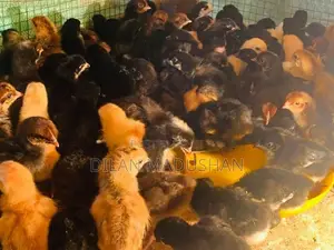 කලුකුම් පැටව්