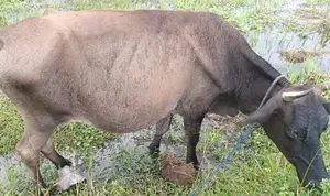 Livestock