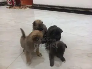 German Shepherd Puppies