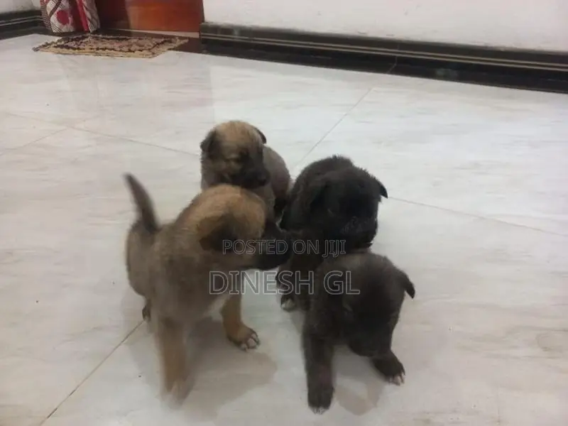 German Shepherd Puppies