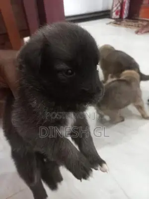 German Shepherd Puppies