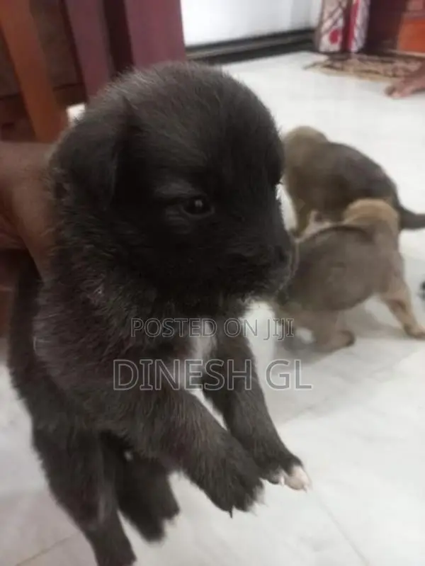 German Shepherd Puppies