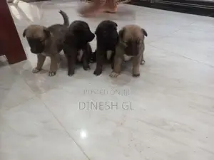 German Shepherd Puppies
