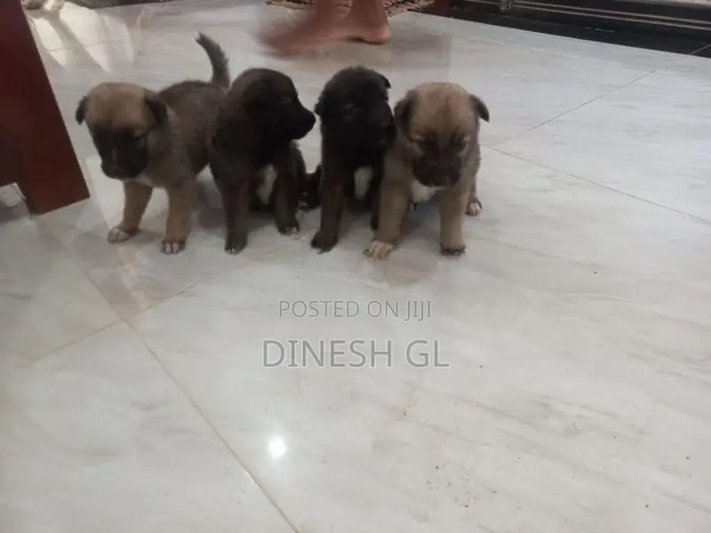 German Shepherd Puppies
