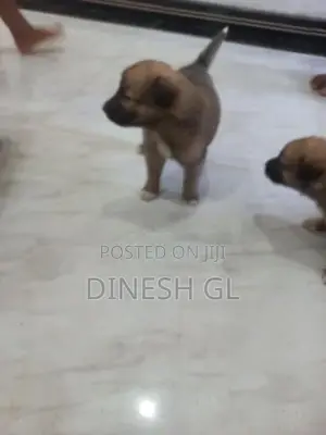 German Shepherd Puppies