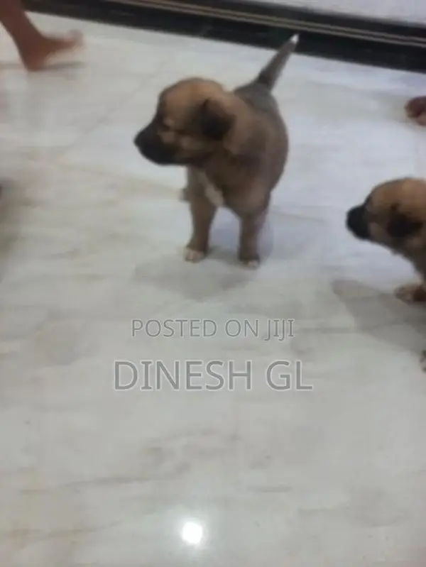 German Shepherd Puppies