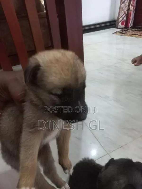 German Shepherd Puppies