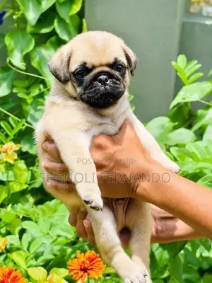 Pug Puppies