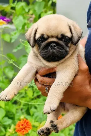 Pug Puppies