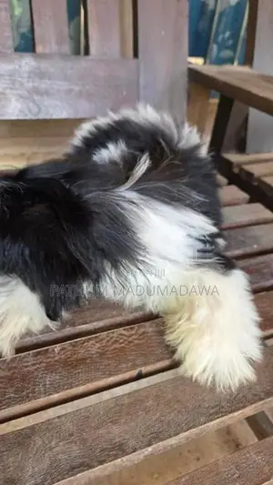 Shihtzu