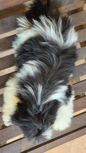 Shihtzu
