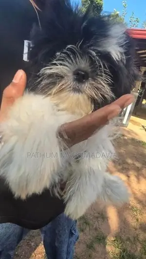 Shihtzu