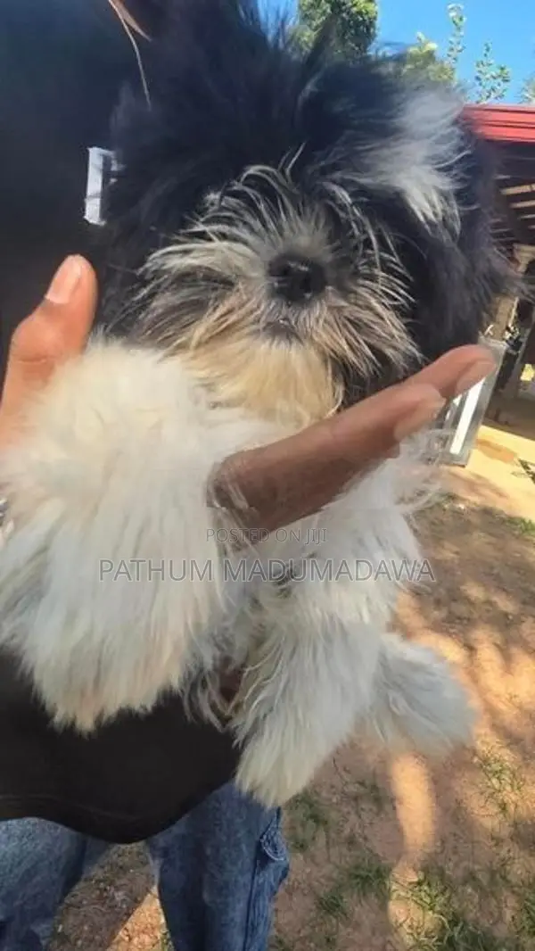 Shihtzu