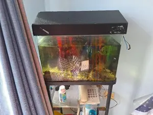 Fish With Tank