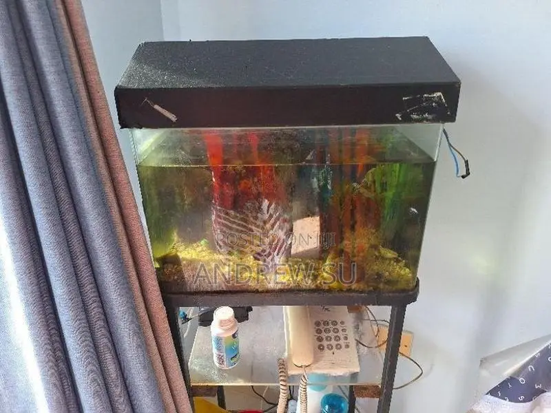 Fish With Tank