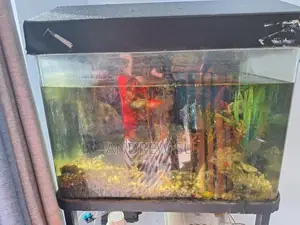 Fish With Tank