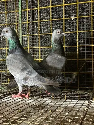 Pigeons