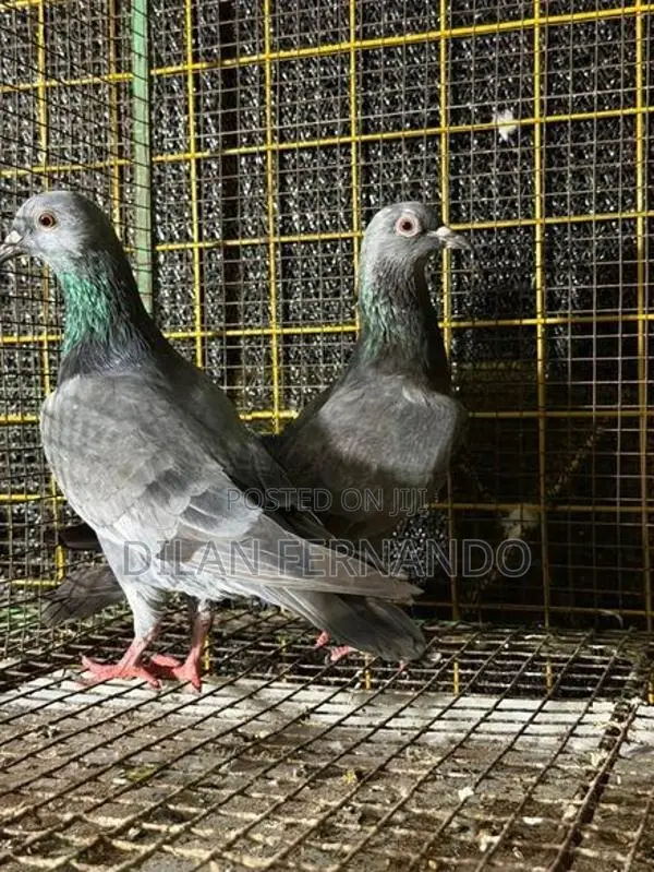 Pigeons