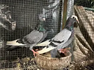 Pigeons