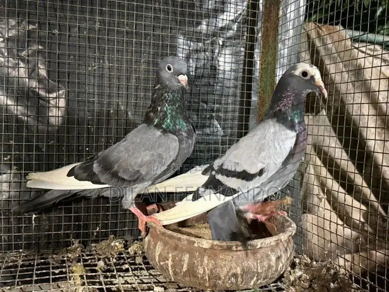 Pigeons