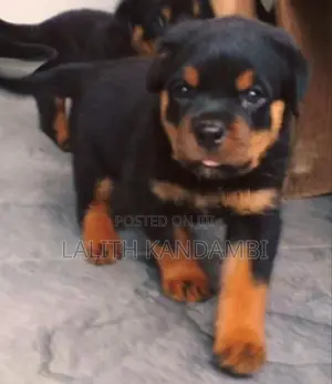 ලස්සන පෙනුමක් ඇති ආදරණීය Rottweiler පැටවුන්
