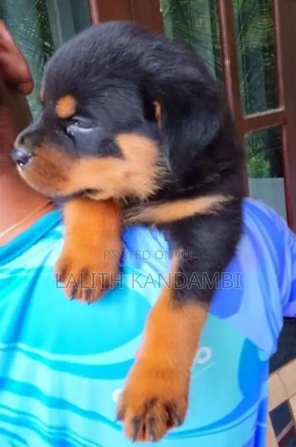 ලස්සන පෙනුමක් ඇති ආදරණීය Rottweiler පැටවුන්