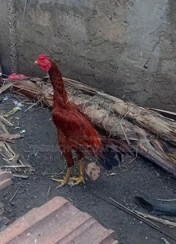 வெள்ளடியன்