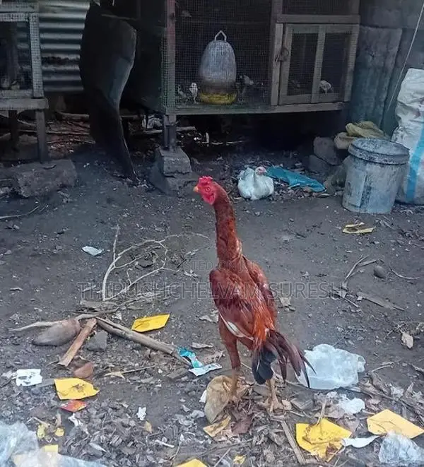 வெள்ளடியன்