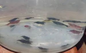 Multicoloured Shrimp