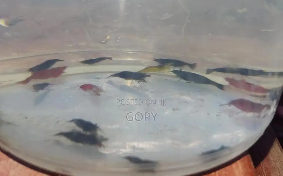 Multicoloured Shrimp