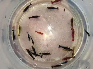 Multicoloured Shrimp