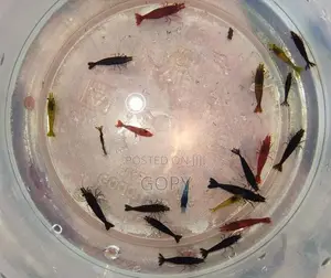 Multicoloured Shrimp