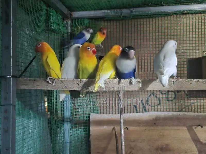 African Love Birds