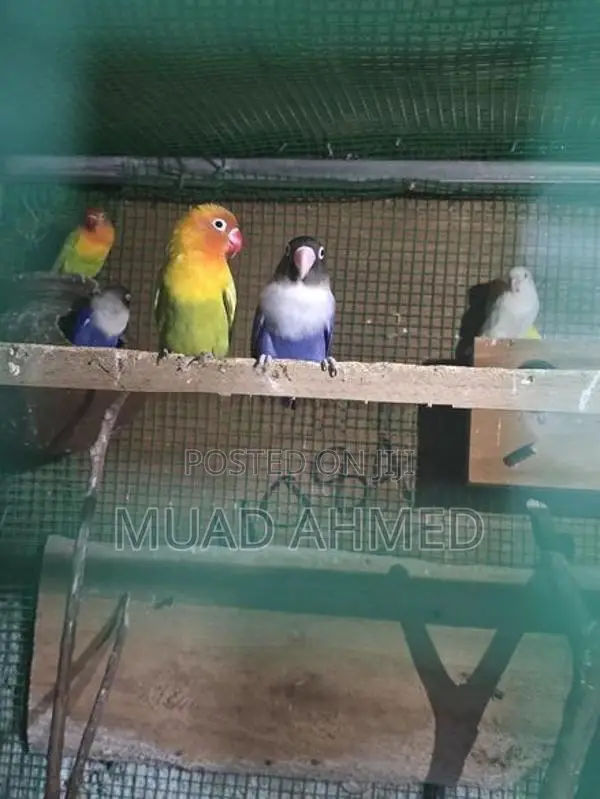 African Love Birds