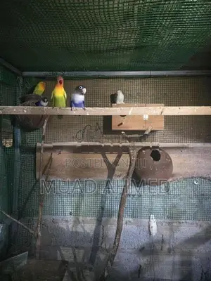 African Love Birds