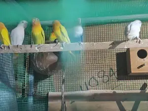 African Love Birds